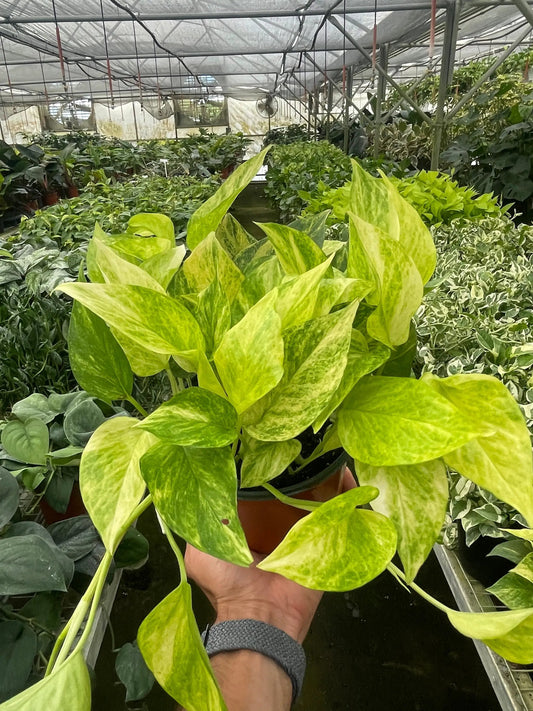 Neon Queen pothos in pot, lime variegated Epipremnum aureum, indoor houseplant House Plant Shop on Tampa Home & Garden Store