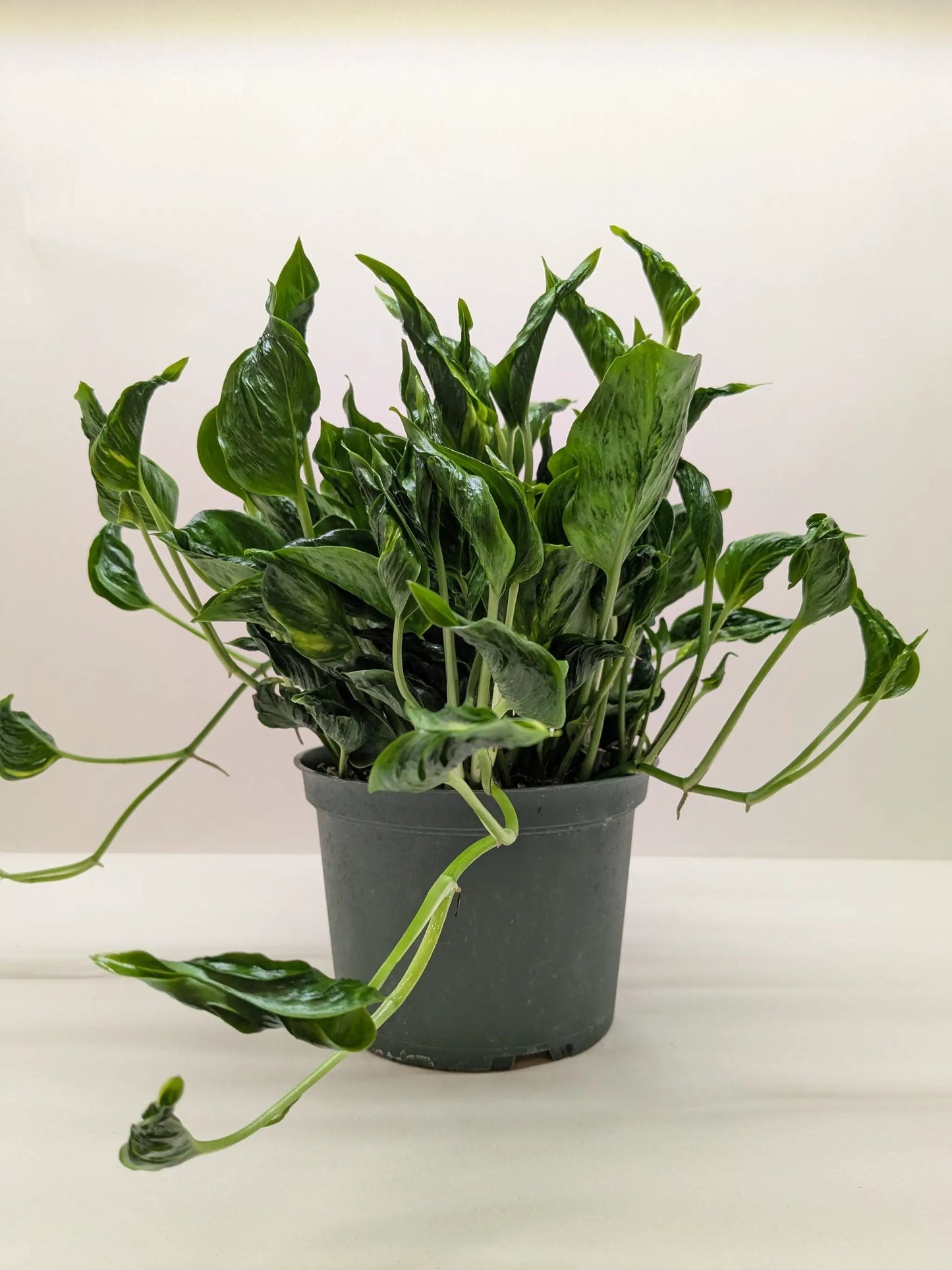Pothos 'Shangri La' - Tampa Home & Garden Store