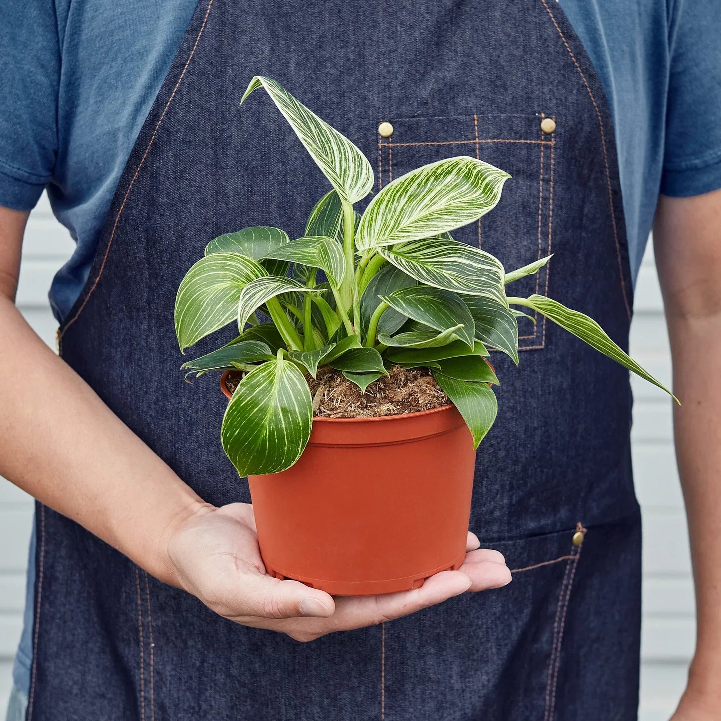 Philodendron Birkin indoor plant with variegated leaves in terracotta pot on Tampa Home & Garden Store