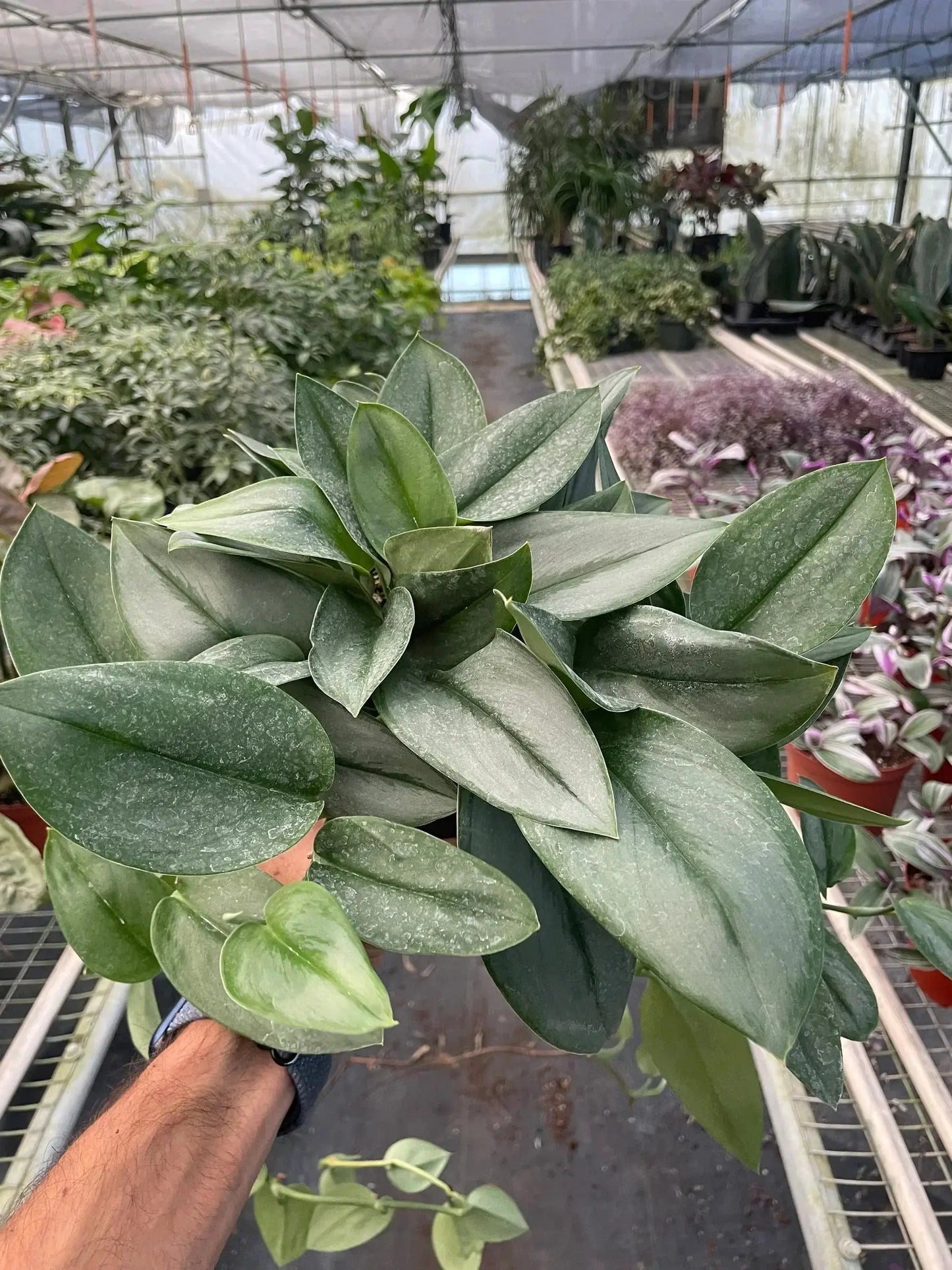 Easy Care Scindapsus Moonlight Houseplant