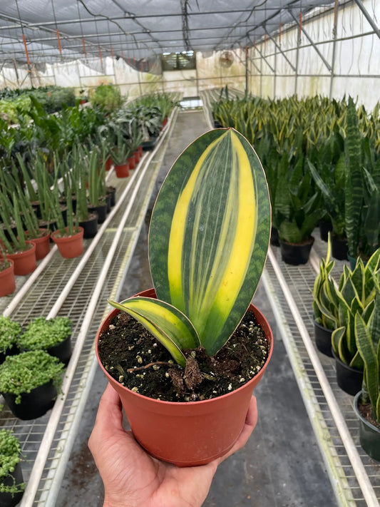 Variegated Shark Fin Snake Plant Variegata in a red pot with yellow-centered green leaves on Tampa Home & Garden Store