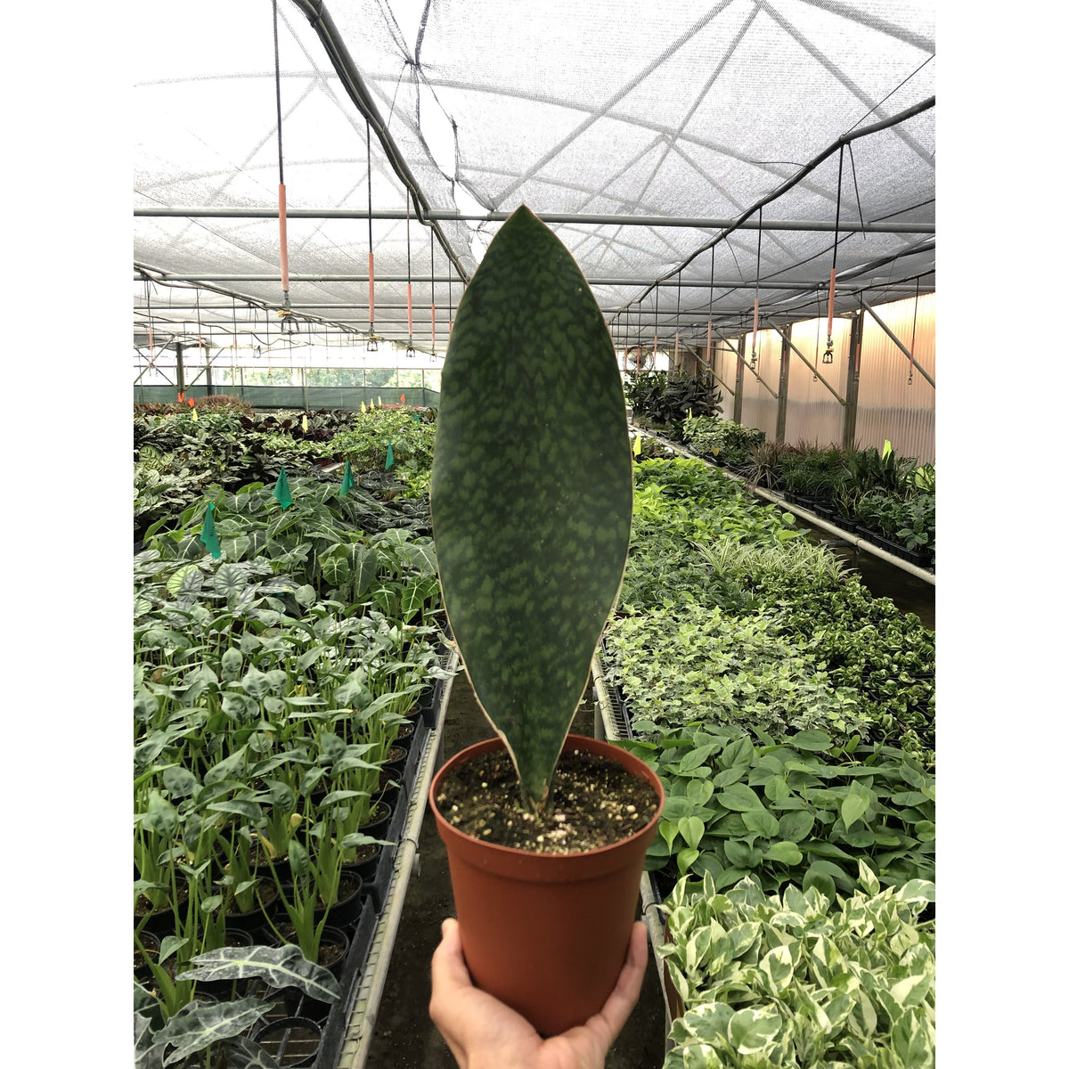Shark Fin Snake Plant in terracotta pot with tall variegated leaves House Plant Shop on Tampa Home & Garden Store