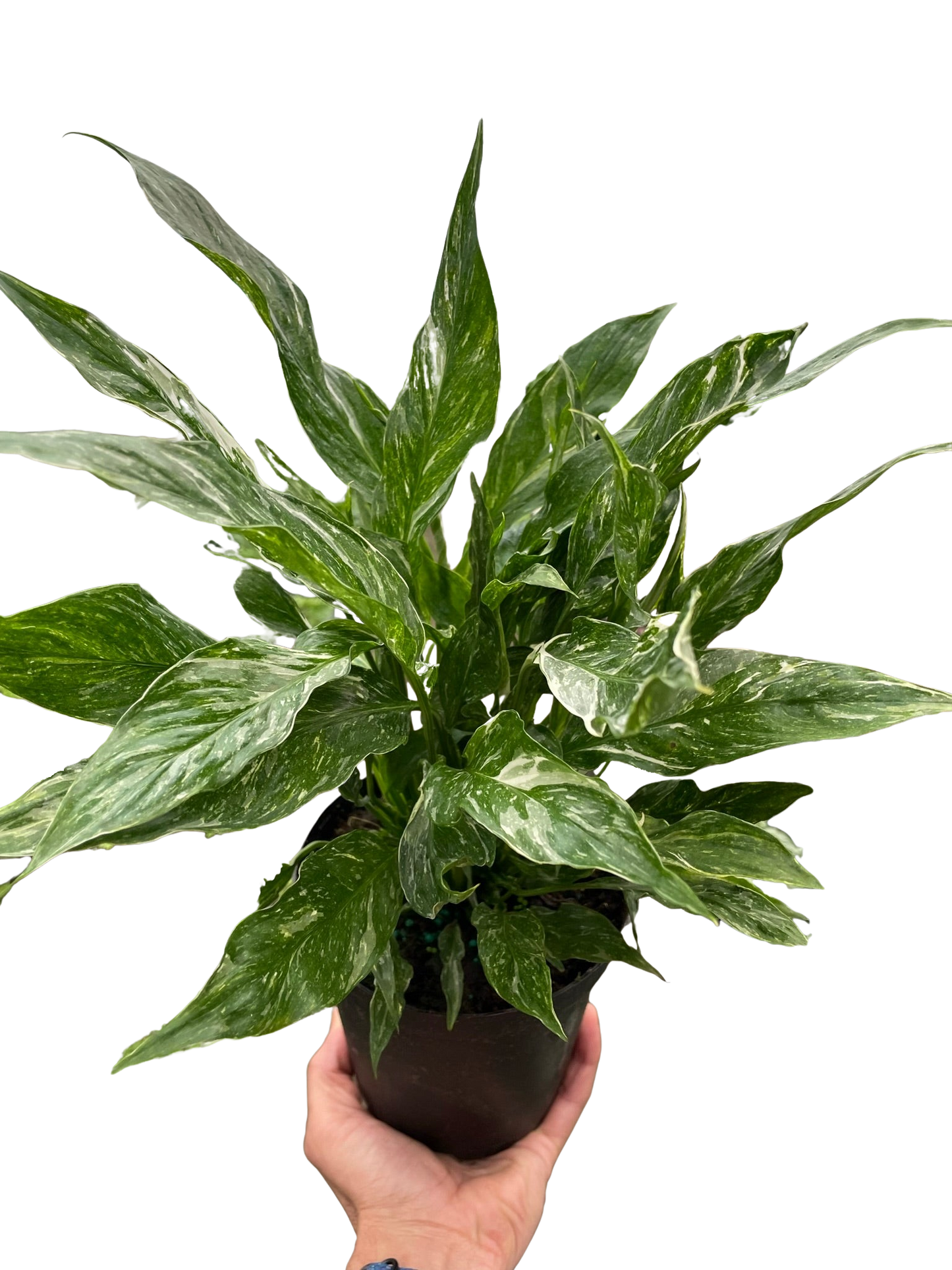 Variegated Peace Lily Domino plant with white-green leaves in a dark pot held in hand on Tampa Home & Garden Store