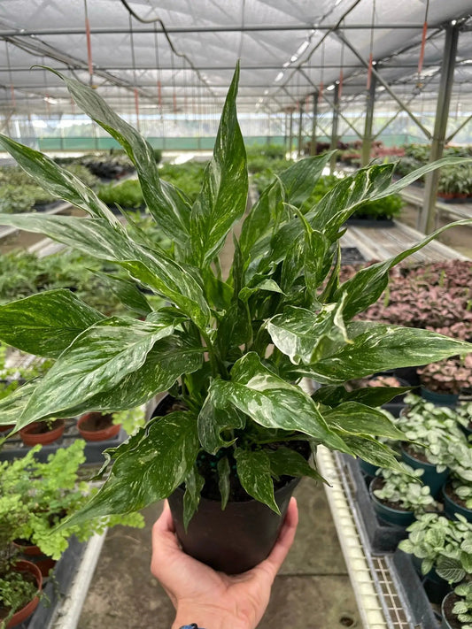 Variegated Peace Lily Domino indoor plant with green-white variegated leaves, houseplant on Tampa Home & Garden Store