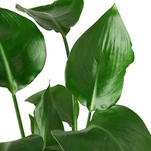 White Bird of Paradise Strelitzia Nicolai plant with broad glossy green leaves on Tampa Home & Garden Store