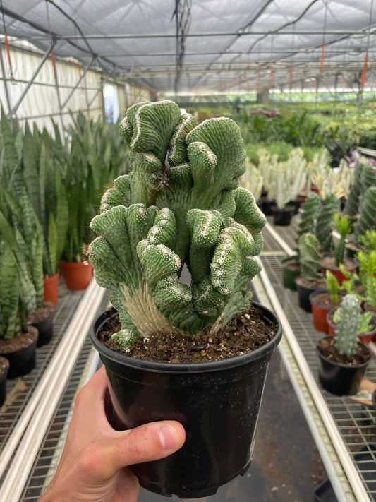 Coral Green Dwarf Cereus succulent with twisted ridged stems in a black pot on Tampa Home & Garden Store