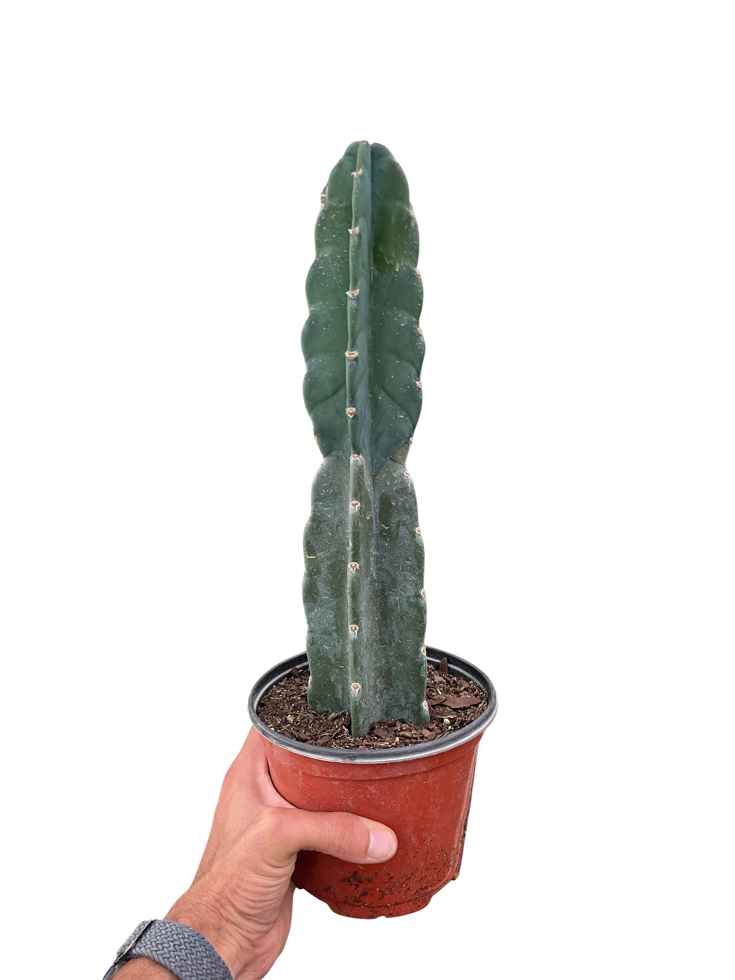 Succulent Cereus Cuddly Cactus - Tampa Home & Garden Store