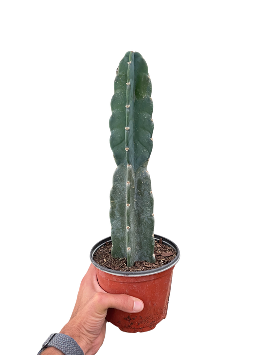 Cuddly Succulent Cereus Cactus Spineless tall green cactus in terracotta pot by House Plant Shop on Tampa Home & Garden Store