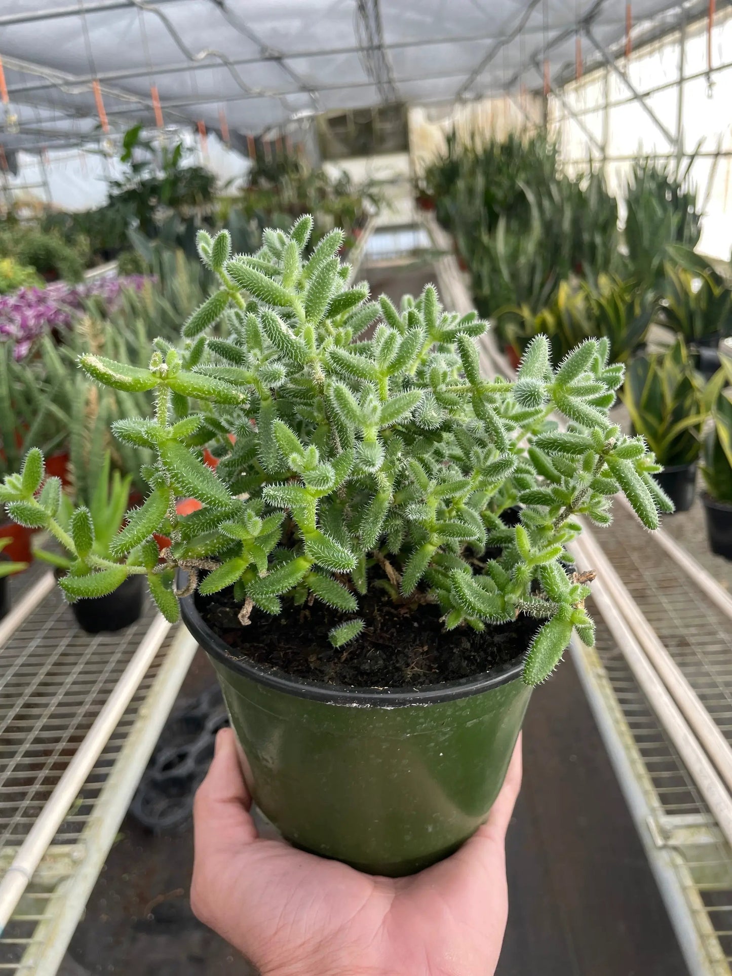 Delosperma echinatum 'Pickle Plant' - Tampa Home & Garden Store