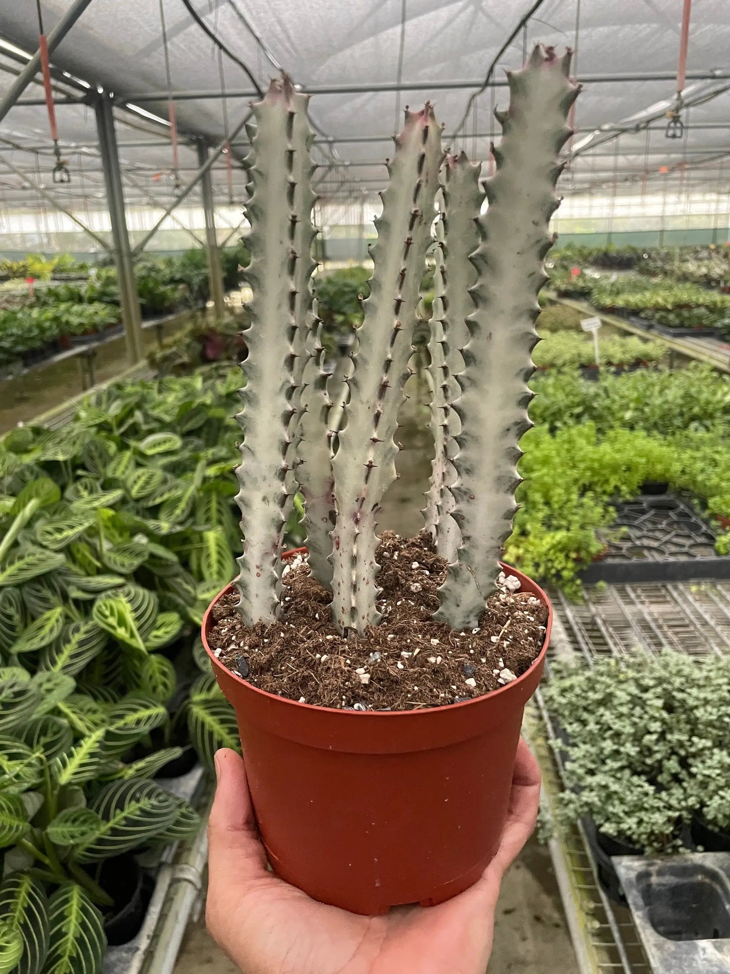 Dragon Bone Euphorbia succulent plant with gray-green ribbed stems and red spines in red pot on Tampa Home & Garden Store