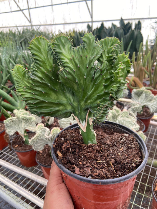 Suculenta Euphorbia Lactea Cola de Sirena