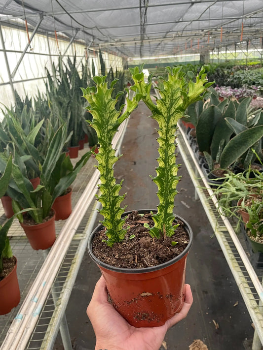 Succulent Euphorbia trigona Mint Cream in red pot with variegated stems and spiky edges on Tampa Home & Garden Store