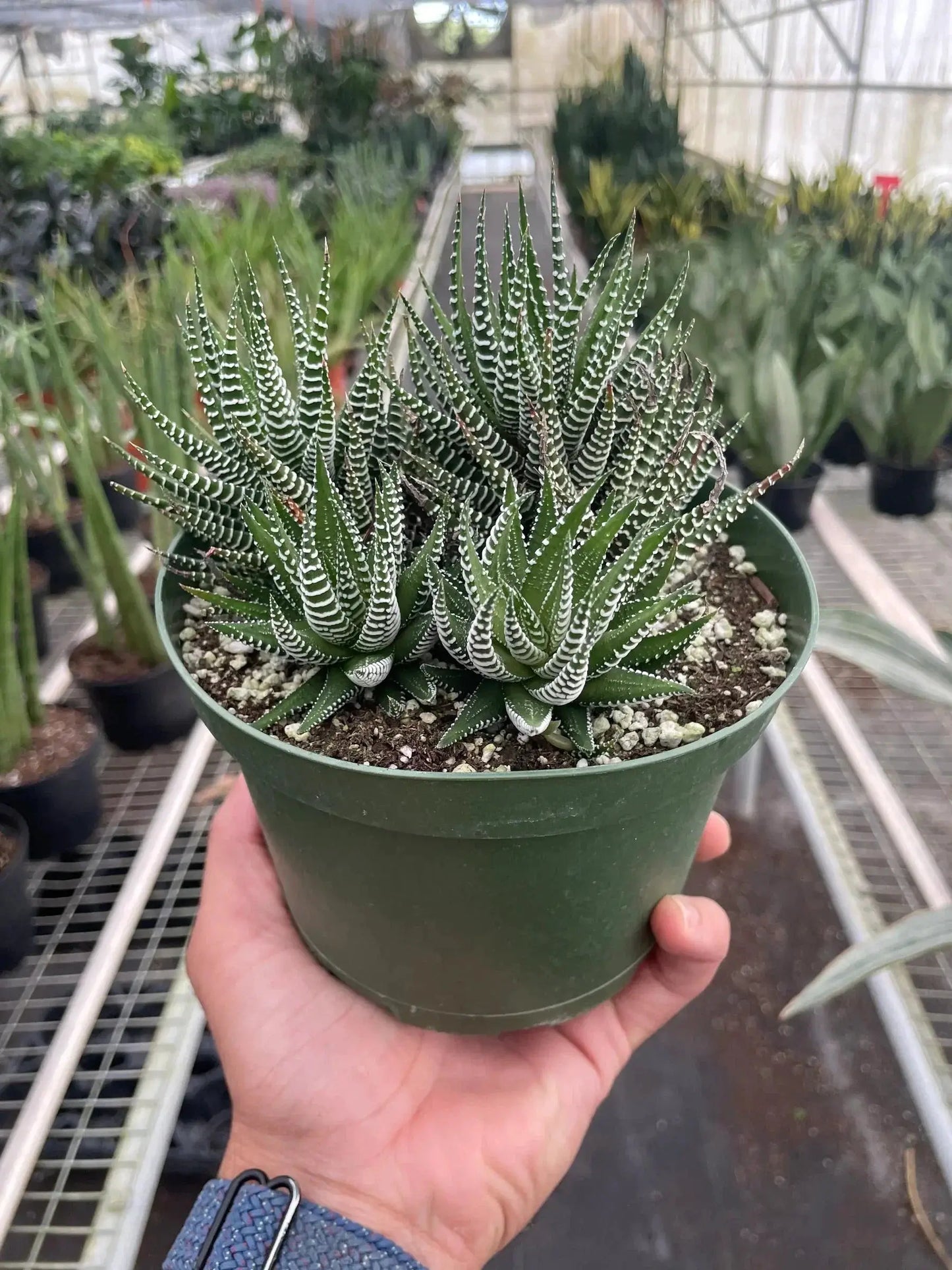 Zebra succulent in green pot with striped leaves rosette easy care potted plant on Tampa Home & Garden Store