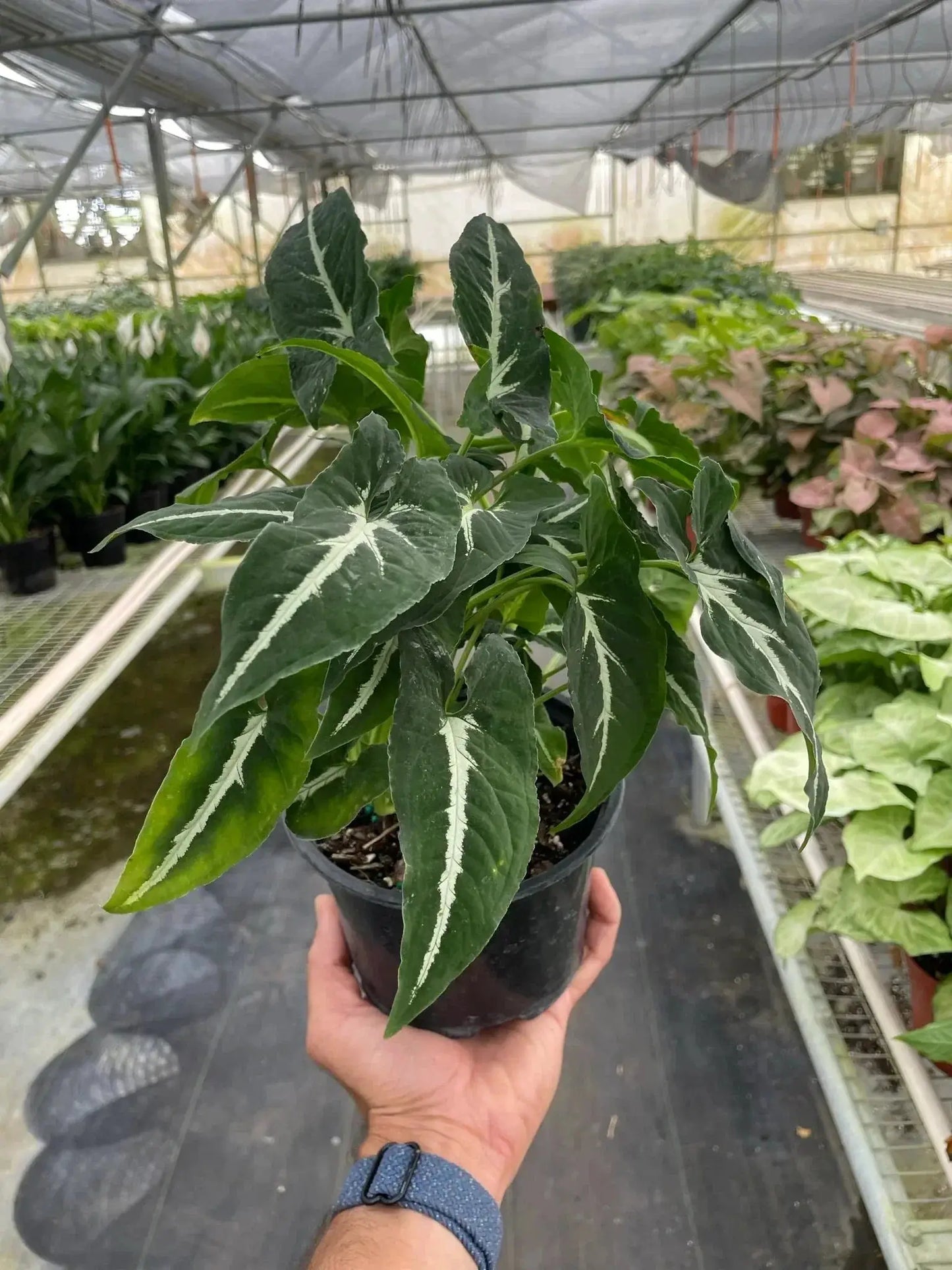 Syngonium Wendlandii Black Velvet indoor plant with dark green leaves and pale veins in a pot on Tampa Home & Garden Store