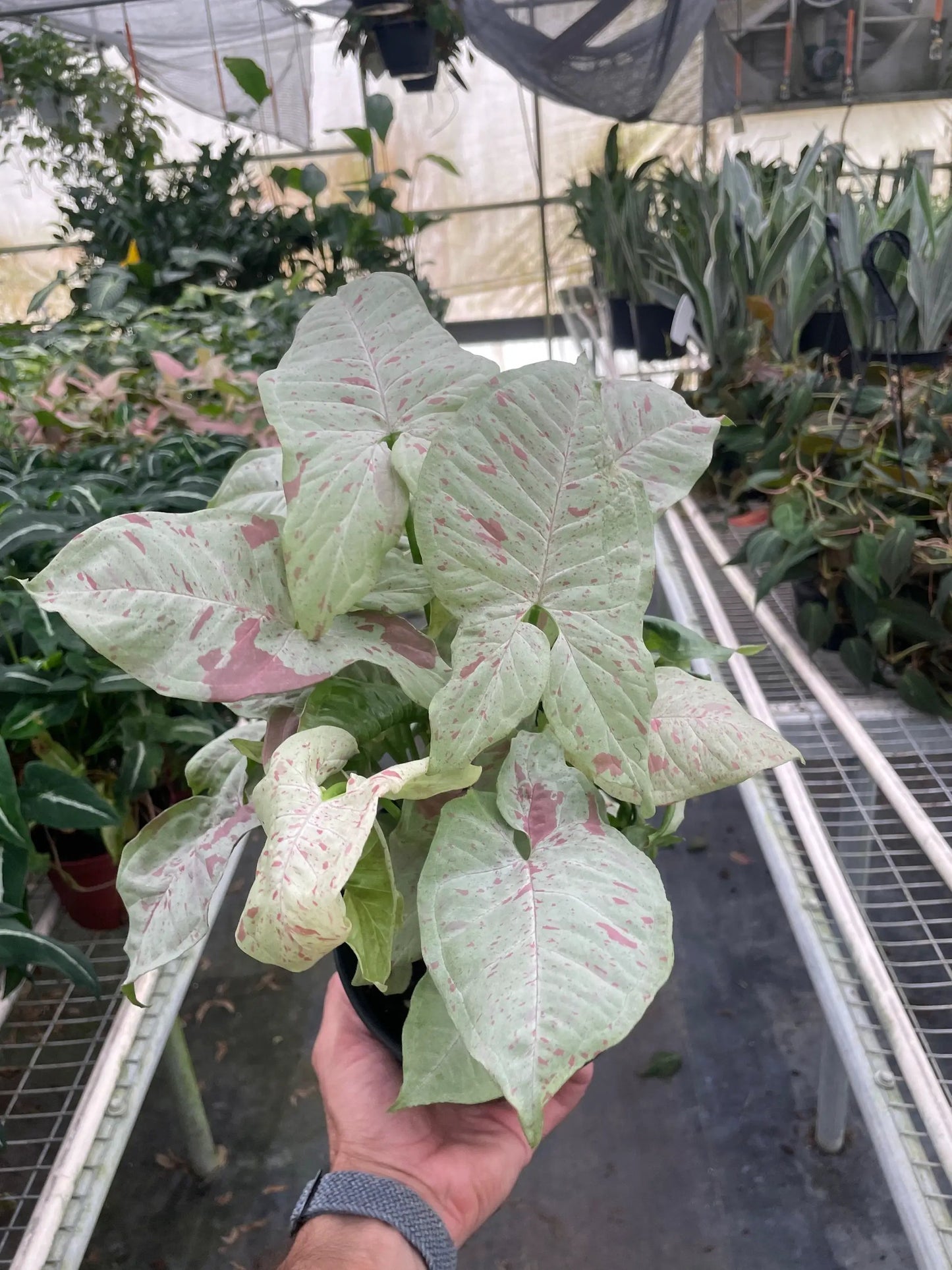 Syngonium 'Milk Confetti' - Tampa Home & Garden Store