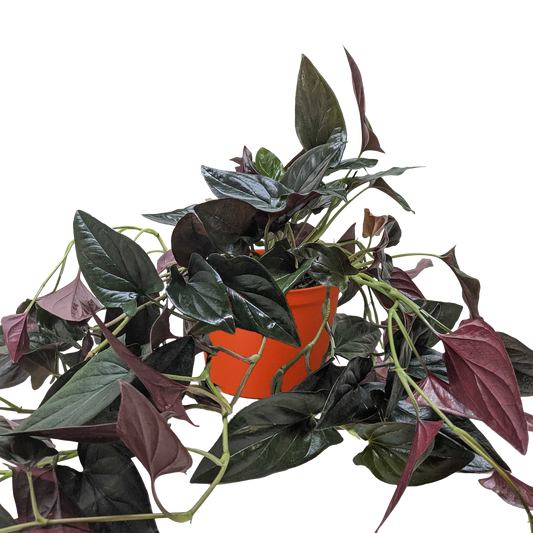 Syngonium Red Arrow Arrowhead Vine indoor plant with dark purple and green leaves in orange pot on Tampa Home & Garden Store