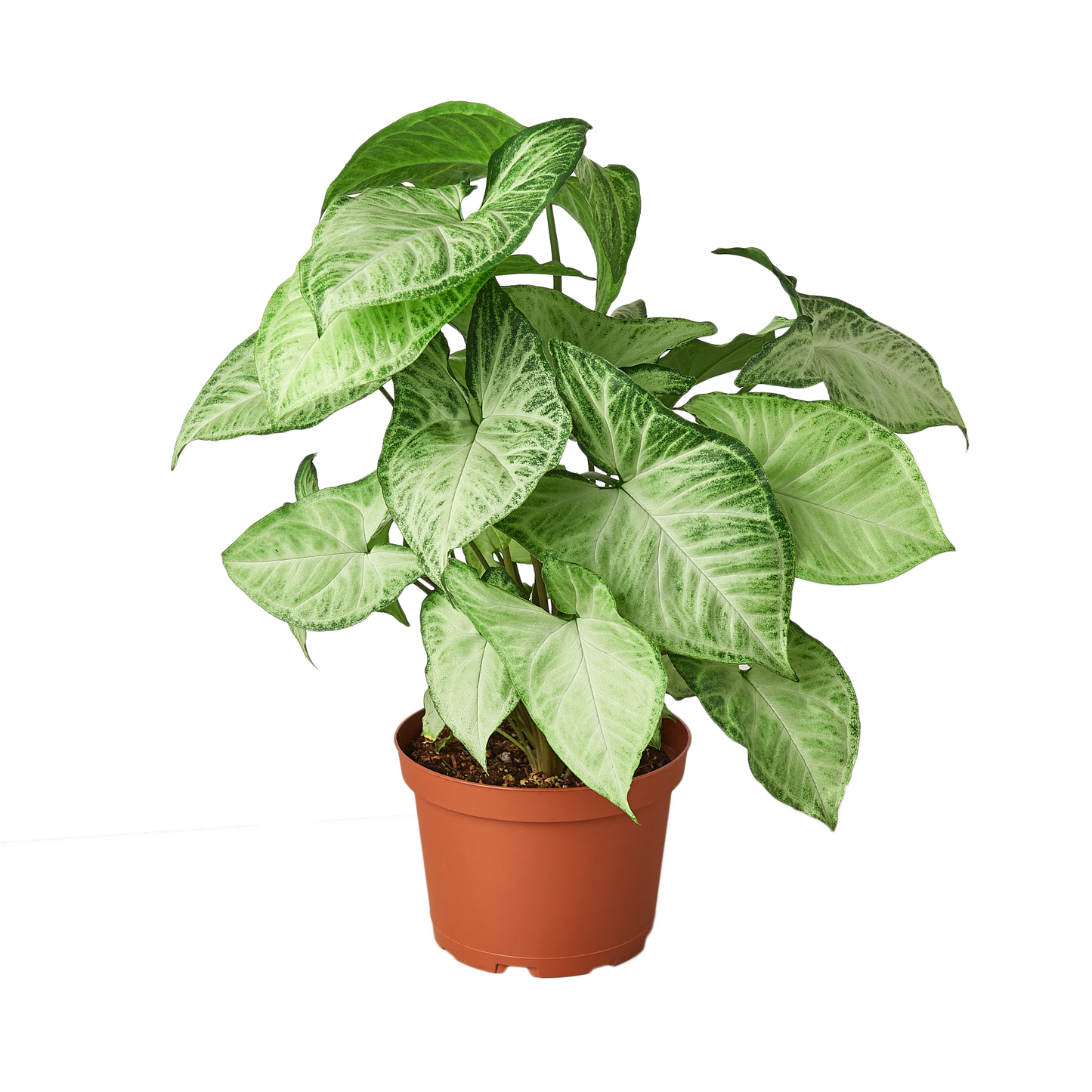 Syngonium White Butterfly plant with green and white leaves in a pot Rooted Treasures Farms on Tampa Home & Garden Store