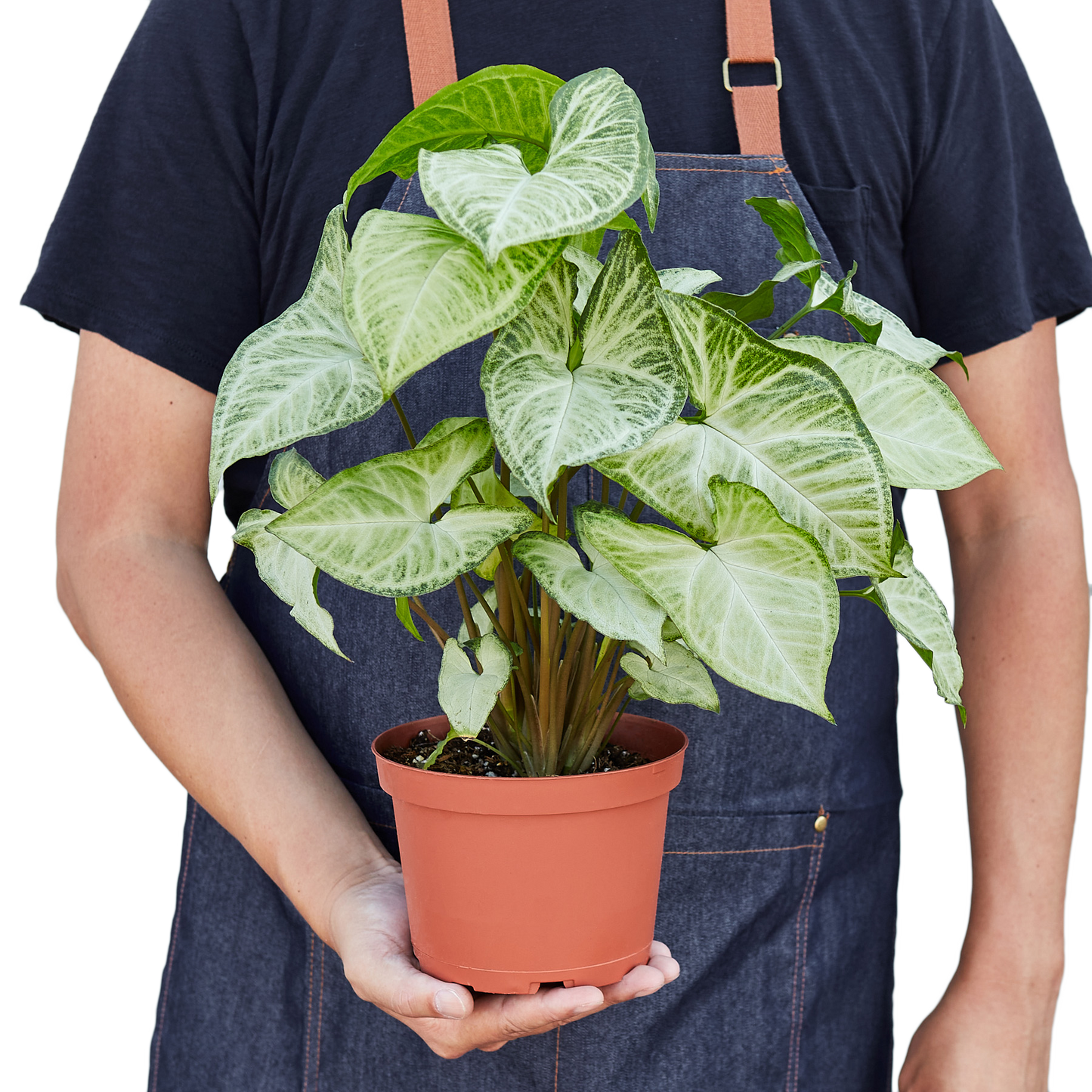 Syngonium White Butterfly - Tampa Home & Garden Store