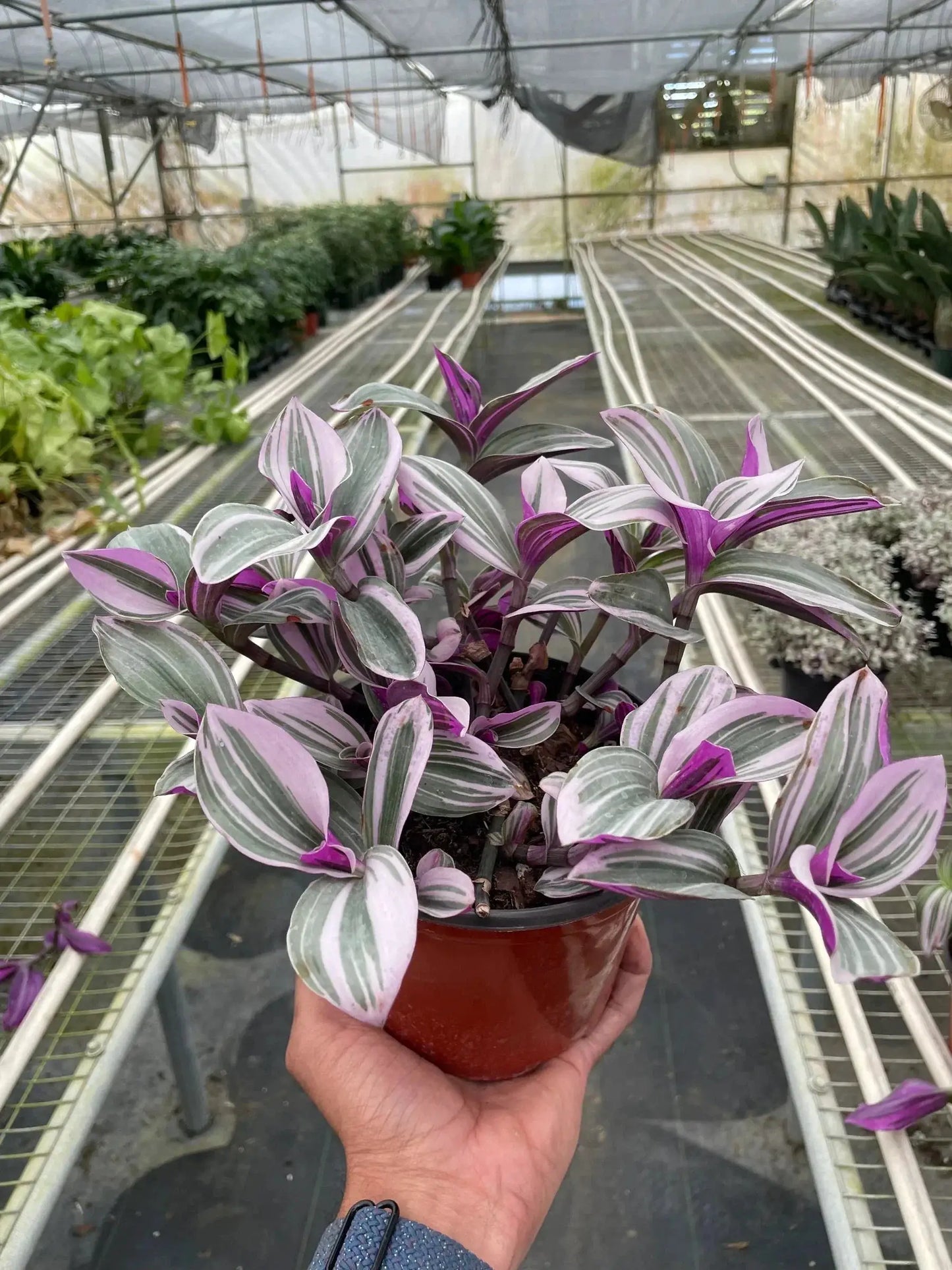 Tradescantia 'Nanouk' - Tampa Home & Garden Store