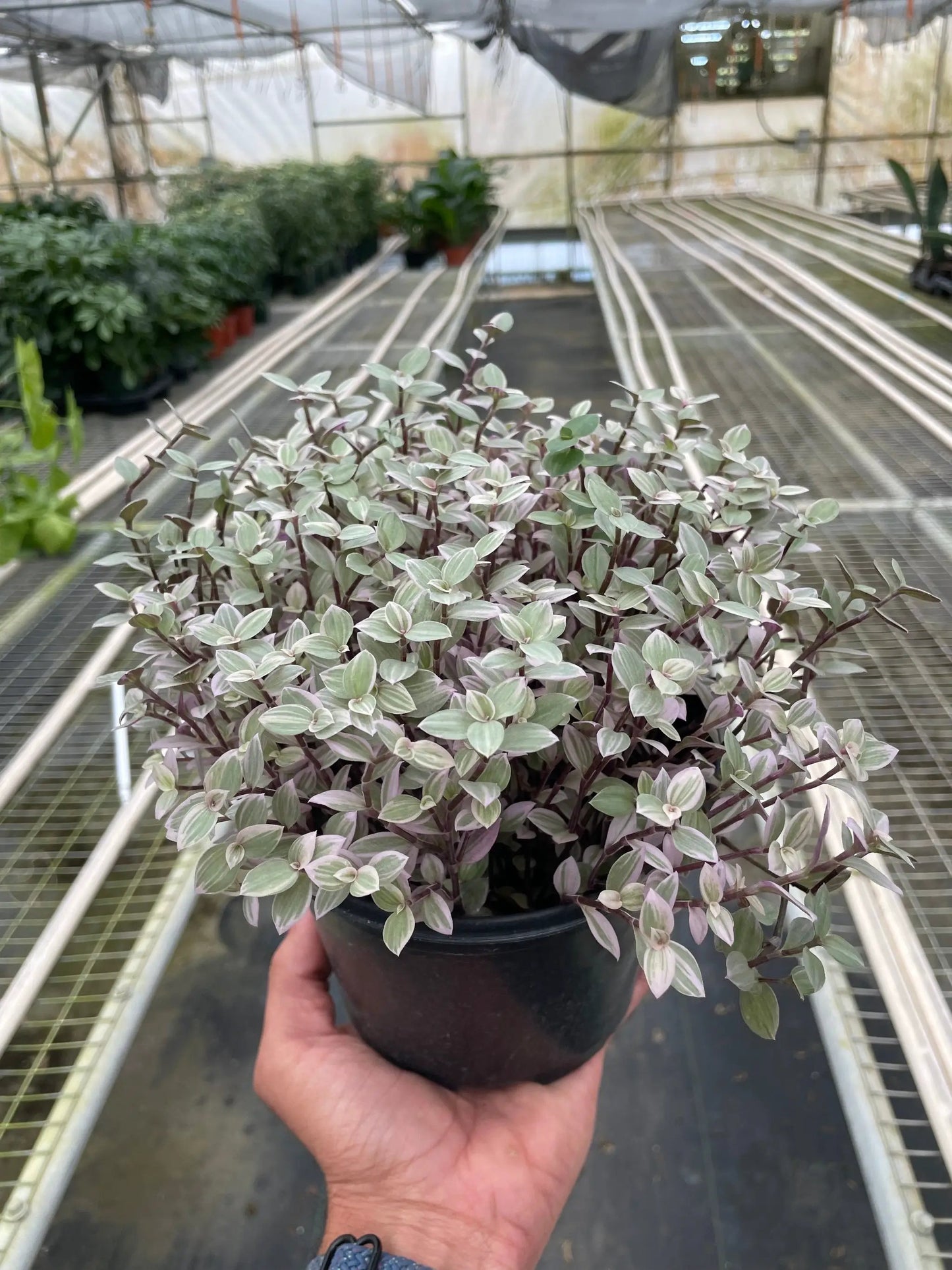 Tradescantia Callisia 'Pink Panther' - Tampa Home & Garden Store