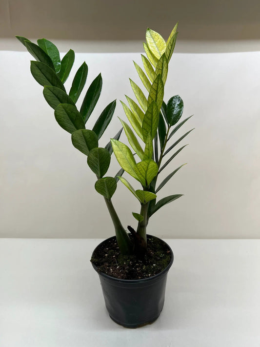 Zamioculcas ZZ plant Chameleon variegated leaves with lime-yellow new growth in pot on Tampa Home & Garden Store