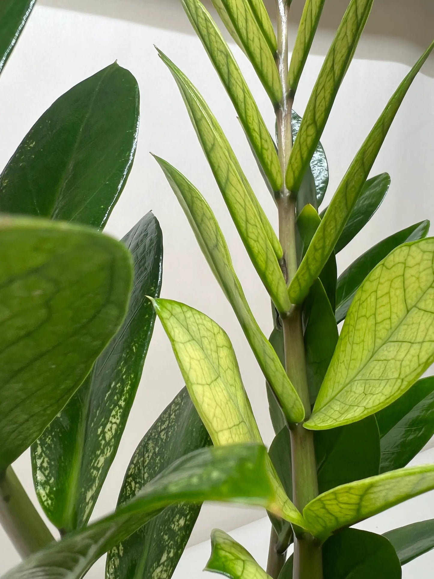 Zamioculcas 'Chameleon' - Tampa Home & Garden Store