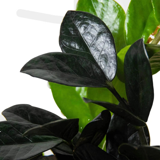 ZZ Zamioculcas Black Queen indoor plant with glossy black leaves on Tampa Home & Garden Store