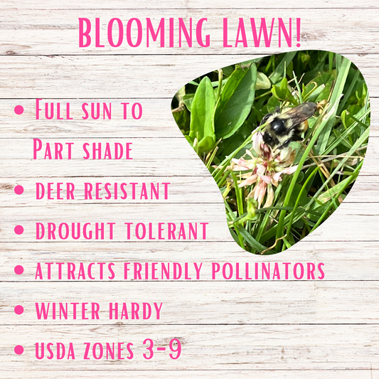 Bee Lawn Seed Kit Easy Spread Shaker seeds and seed tape on wood background with a bee image on Tampa Home & Garden Store