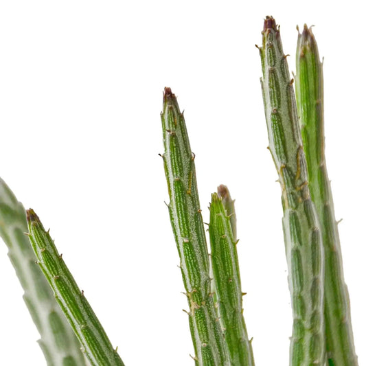 Senecio Stapeliiformis Pickle Plant, 4-inch potted houseplant with green ribbed stems on Tampa Home & Garden Store