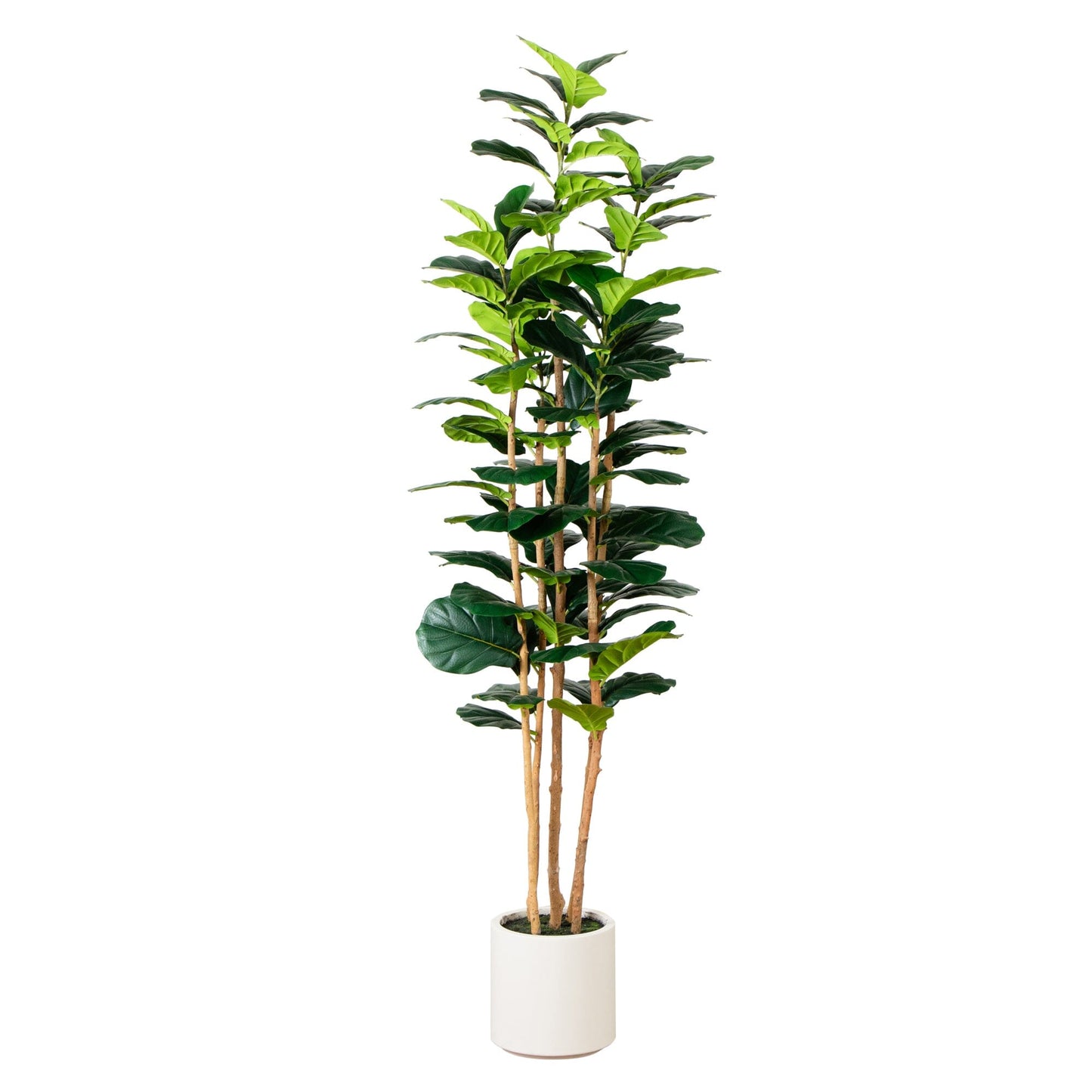 Artificial fiddle leaf tree, 7 ft tall, in white planter by Nearly Natural on Tampa Home & Garden Store