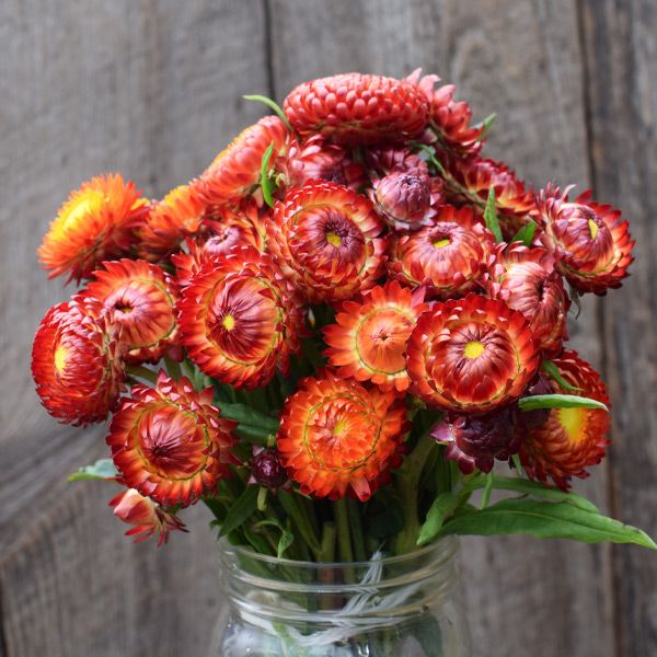 Fireball strawflower bouquet in orange-red with yellow centers Seedtime Store on Tampa Home & Garden Store