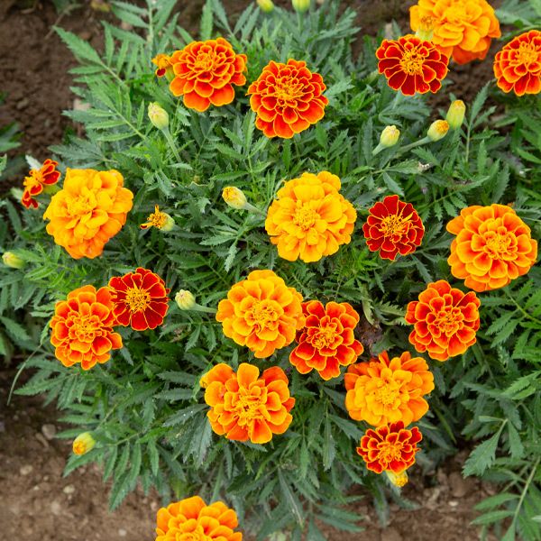 Queen Sophie Marigold seeds with orange-yellow double blooms and green foliage on Tampa Home & Garden Store