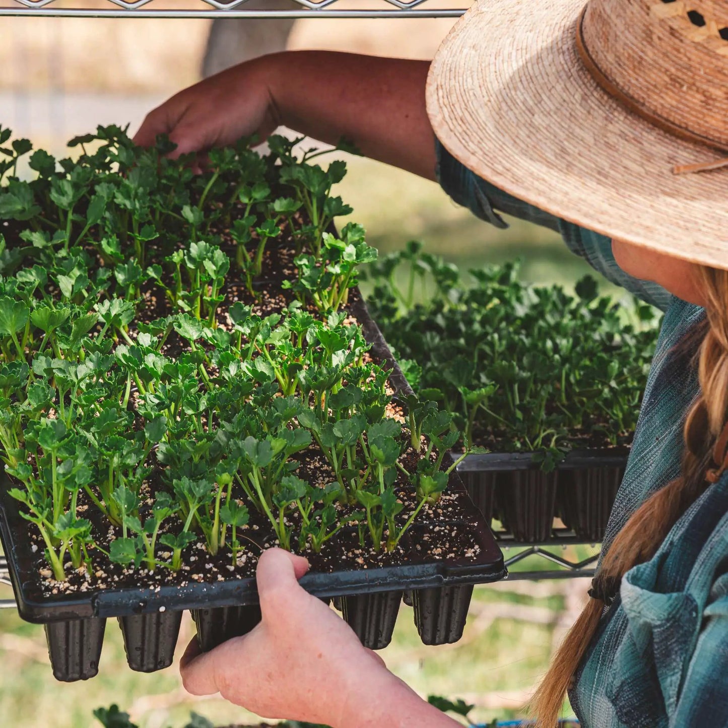 Extra-Strength 72-cell seed/plug tray in black plastic, filled with green herb seedlings on Tampa Home & Garden Store