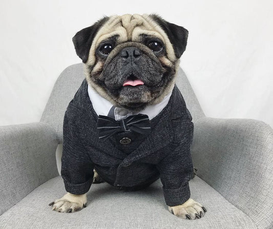 Pet wedding suit on a pug wearing a gray tuxedo with a white shirt and black bow tie on Tampa Home & Garden Store