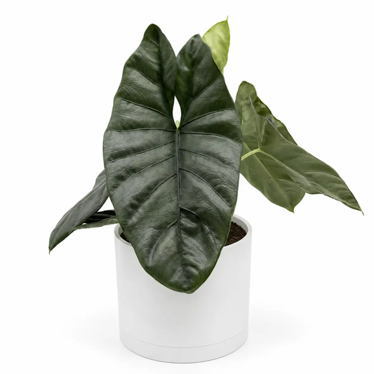 Alocasia Corazon plant with glossy dark green heart-shaped leaves in a white pot on Tampa Home & Garden Store