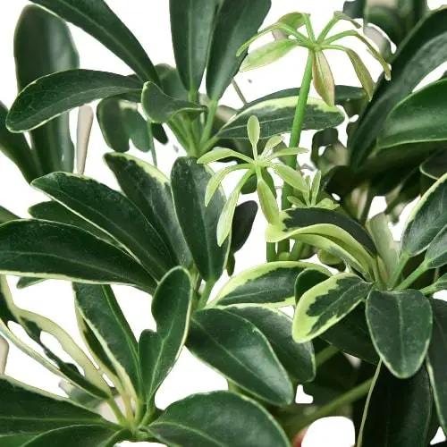Schefflera Moonlight Dwarf Umbrella Plant with dark glossy leaves and pale new growth on Tampa Home & Garden Store