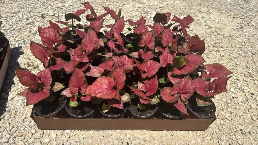 Syngonium Orm Nak Red Plant with Varied Leaves