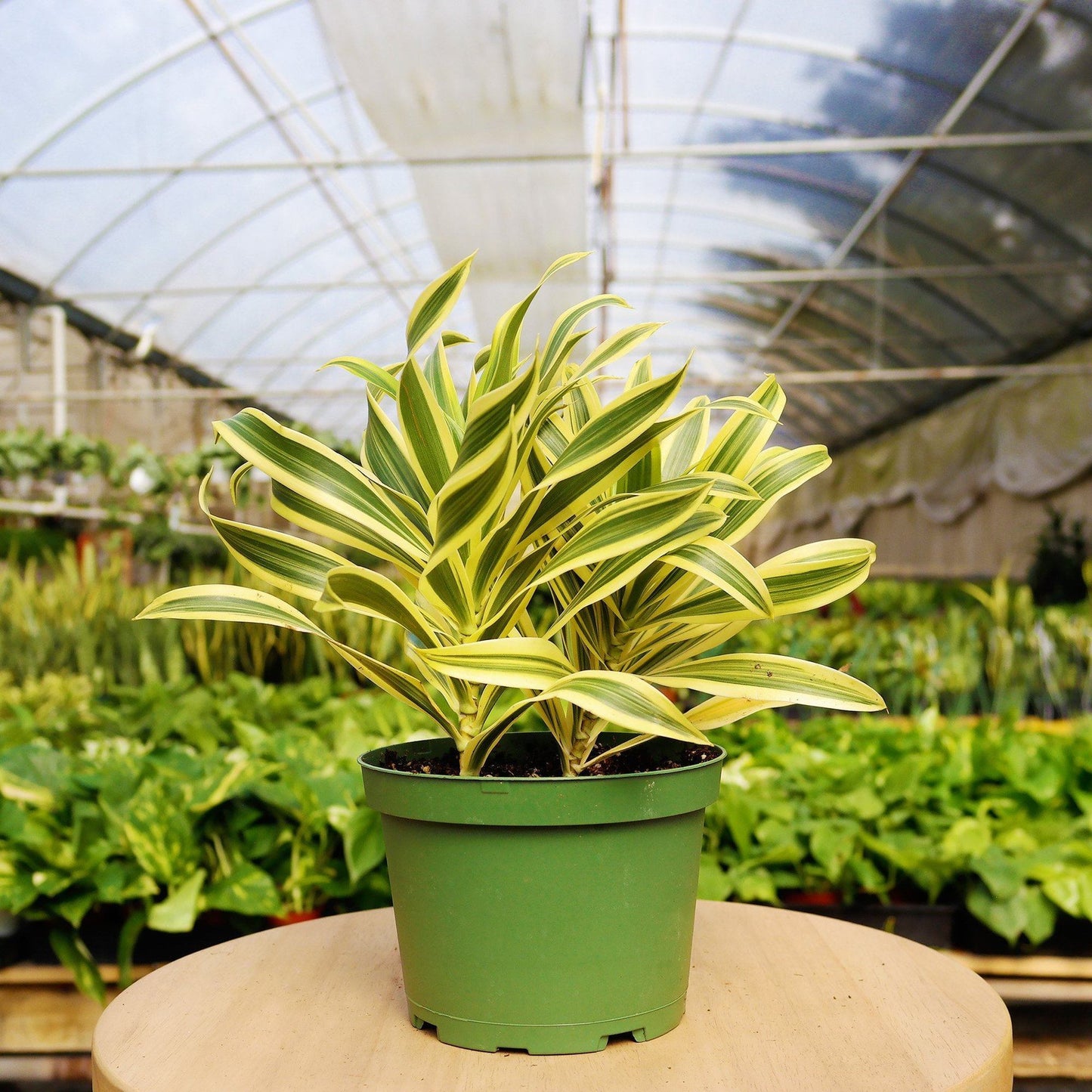1 Mystery Plant Monthly Subscription Box - Tampa Home & Garden Store
