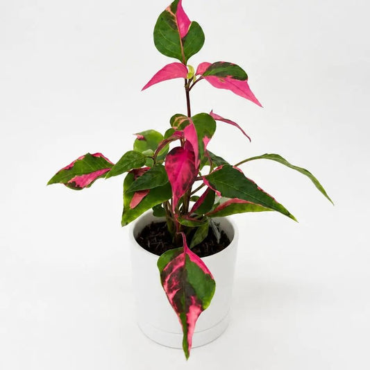 Alternanthera Party Time plant with pink-green variegated leaves in a white pot RUNOPLANTS on Tampa Home & Garden Store