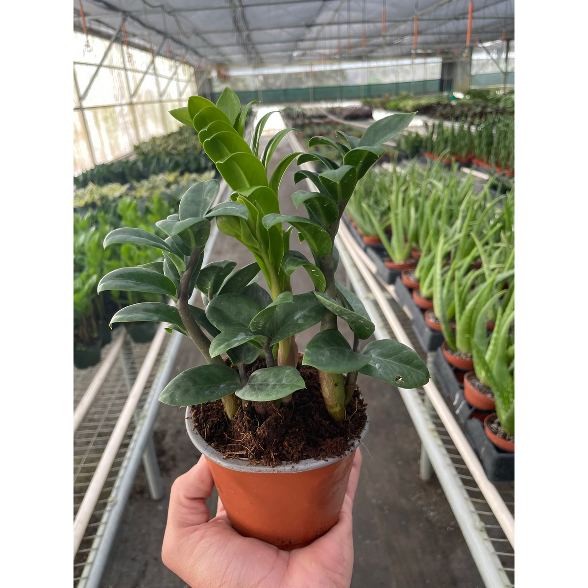 Zamioculcas zamiifolia Zenzi ZZ plant in terracotta pot with glossy dark-green leaves on Tampa Home & Garden Store