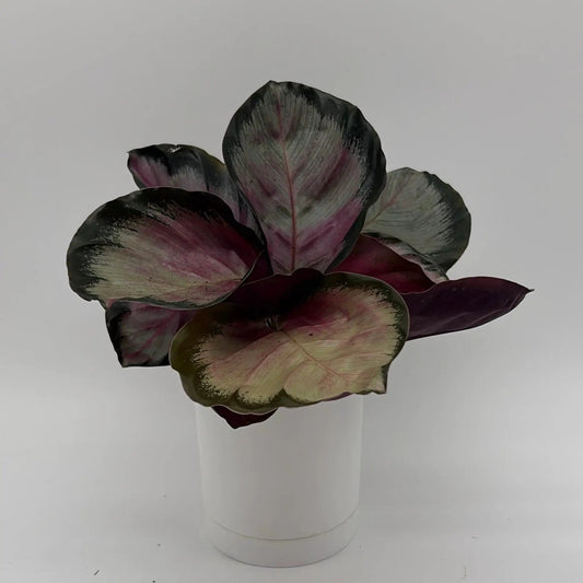 Calathea Roseopicta Pale Rosy prayer plant with pink, cream, and green variegated leaves on Tampa Home & Garden Store