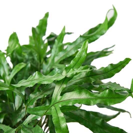 Fern Kangaroo Paw 6-inch plant by Rooted Treasures Farms with glossy green fronds on Tampa Home & Garden Store