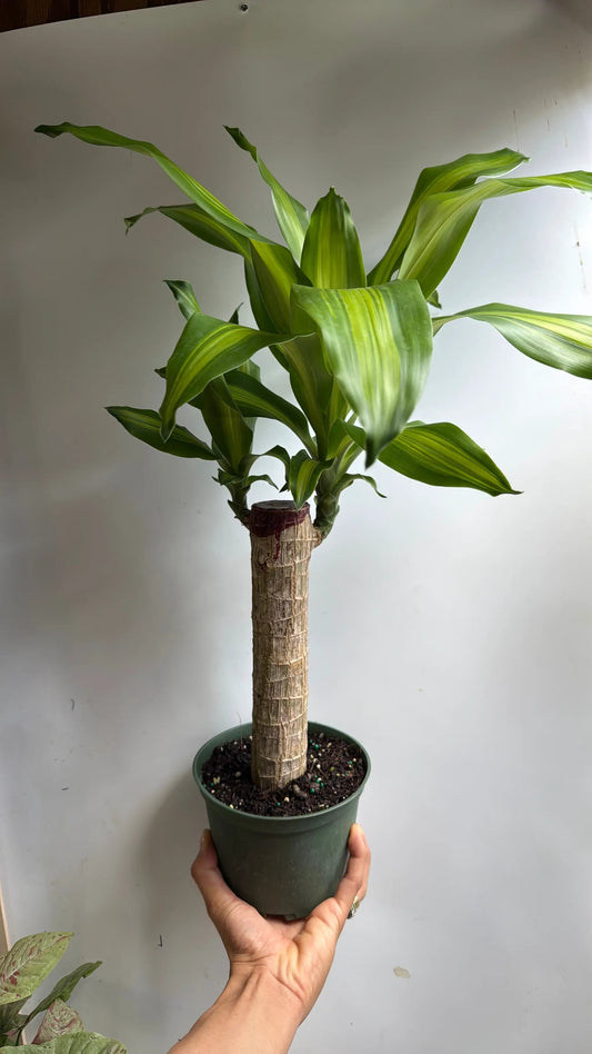 Brazilian Lucky Wood Dracaena Massangeana Plant