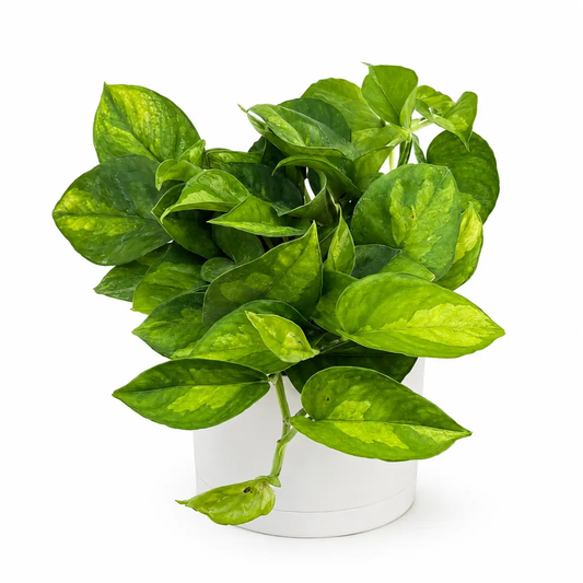 Pothos Lizard Queen plant with variegated green leaves in white pot RUNOPLANTS on Tampa Home & Garden Store