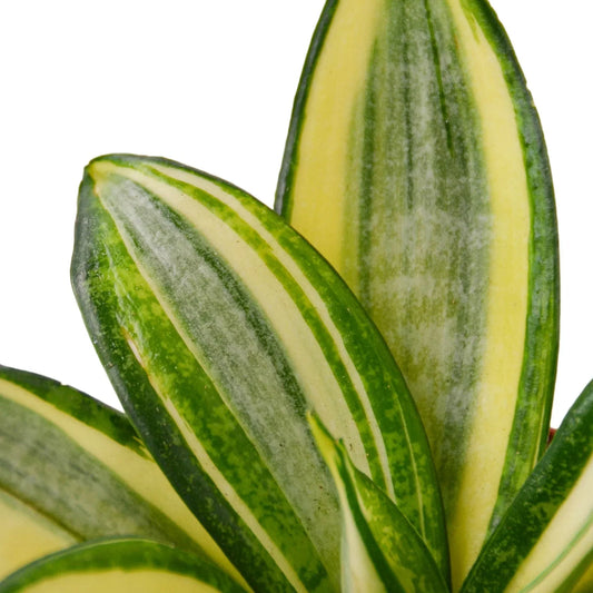 Snake Plant Gold Hahnii indoor plant with yellow center and green margins on Tampa Home & Garden Store