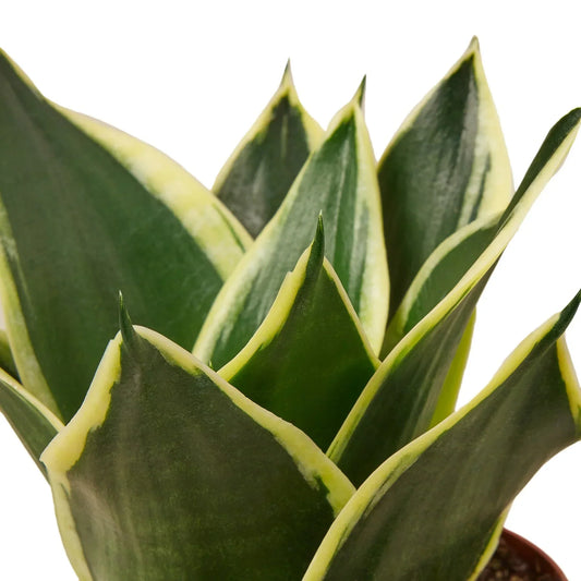 Snake Plant Black Gold variegated green leaves with yellow margins Rooted Treasures Farms on Tampa Home & Garden Store