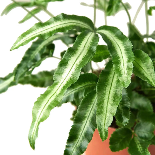 Albo Fern Pteris cretica Silver Ribbon Fern indoor plant with variegated green leaves on Tampa Home & Garden Store