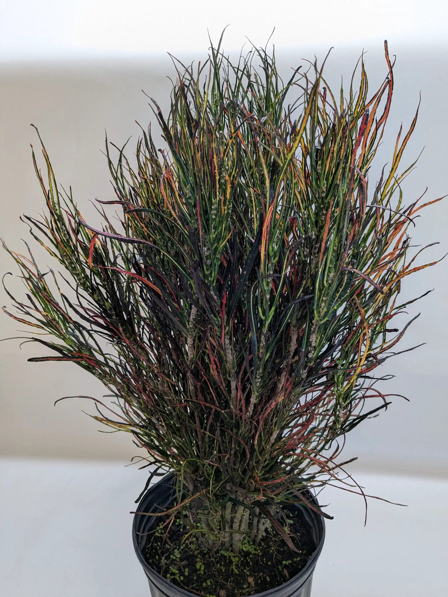 Croton 'Picasso' - Tampa Home & Garden Store