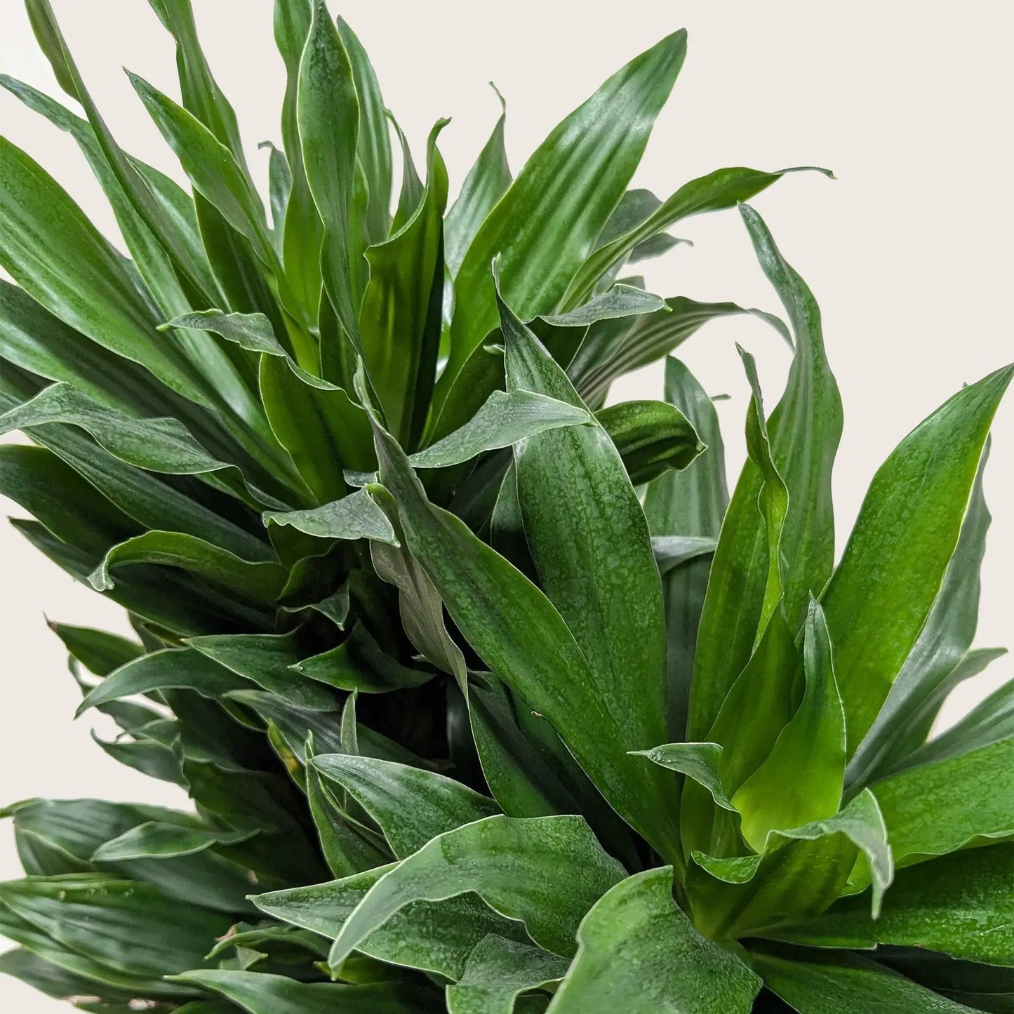 Dracaena 'Janet Craig' - Tampa Home & Garden Store