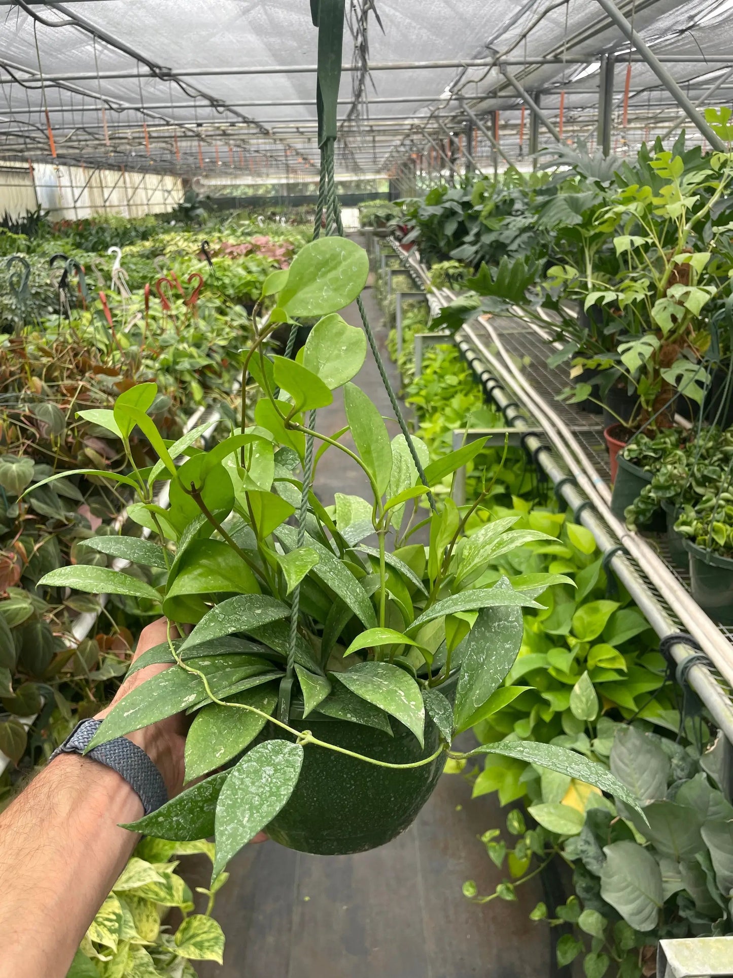 Hoya 'Publicalyx' - Tampa Home & Garden Store